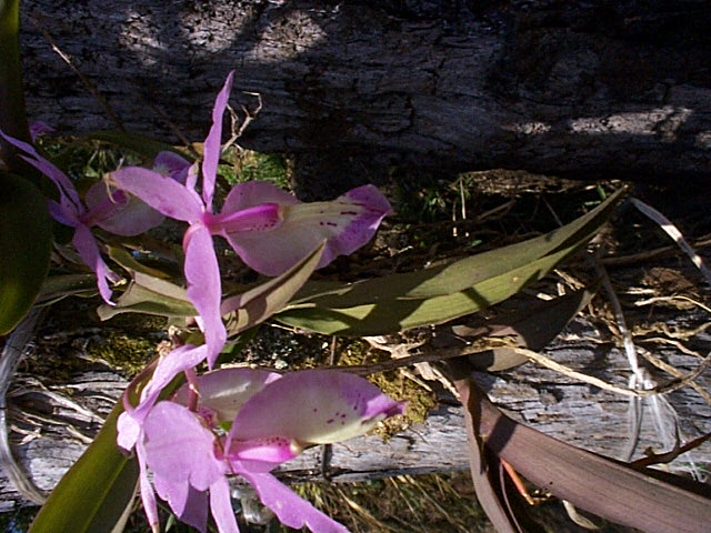 im subtrop.Wald Orchideen, 17.04.03.jpg - cerro verde ist noch von regenwald bedeckt